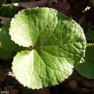 Petasites pyrenaicus - Petasites fragrans