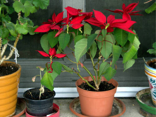 Poinsettia derrière la fenêtre (manuel m.v.-flickr).jpg