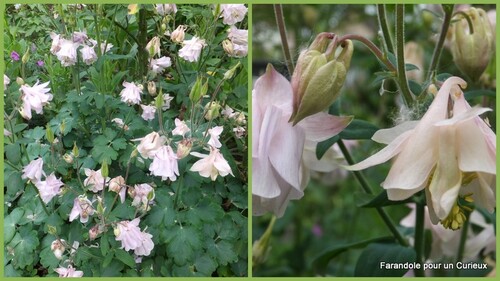 Ancolies en fleurs