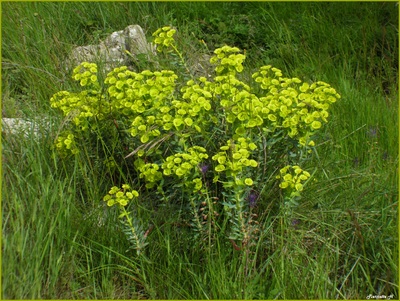 Euphorbe petit cyprès