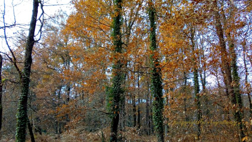 Protection des animaux,écologie,pas de chasse,un bois de réserve des oiseaux a Langon que j'ai trouvé