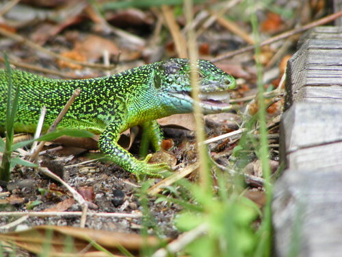 Photos: Lacerta  bilineata