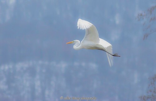 Grande aigrette - janvier 2021 - Bord de Méline - Saint jean de chevelu - Savoie