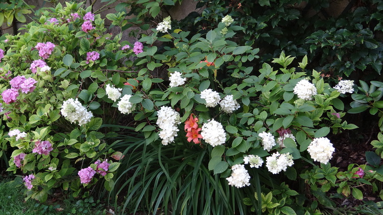 Hydrangea Paniculata Pinky-Winky