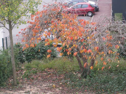 Dernières couleurs de novembre