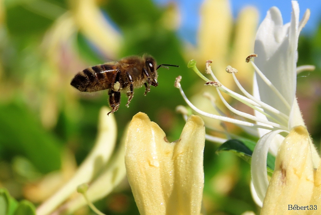 une abeille qui ...