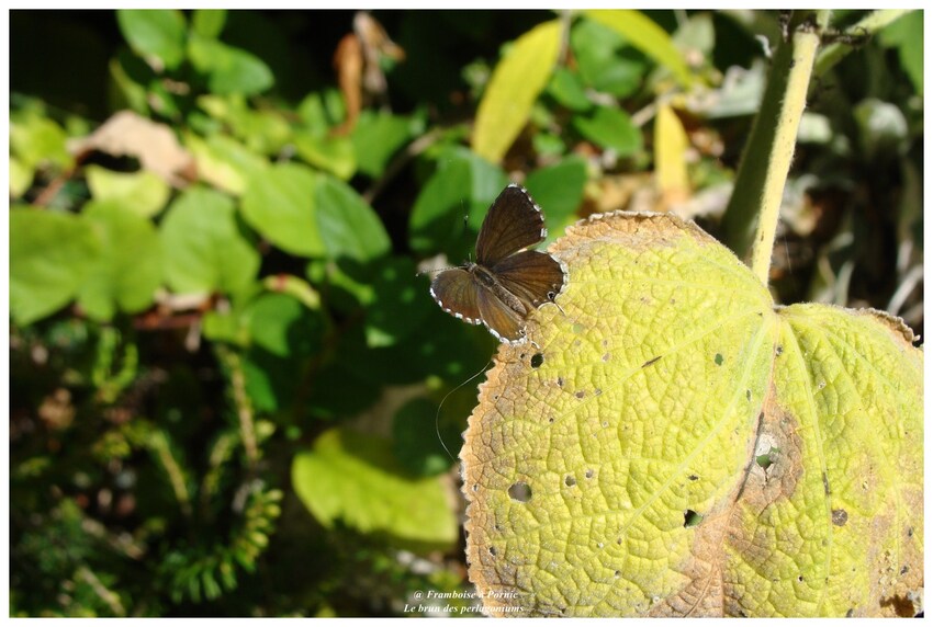 Papillon, le brun du pélargonium - 2017