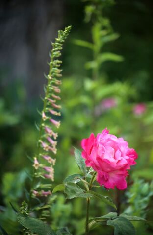 Eclosion de rose : Colour Buffet