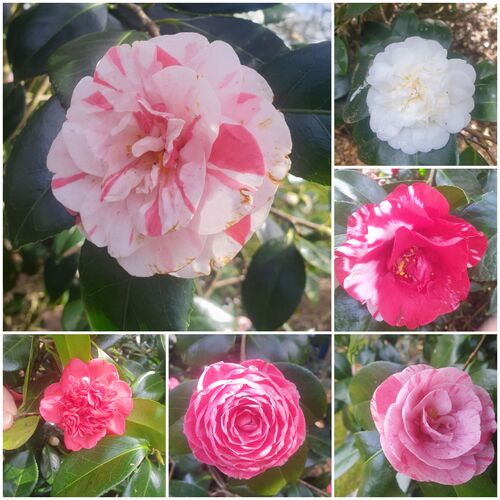 Visite d’un jardin de Camelias