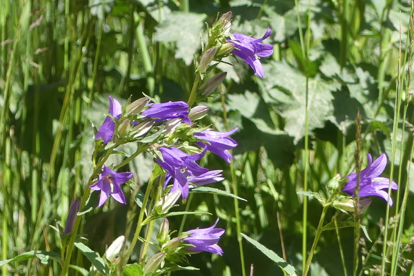 LES FLEURS DU SAMEDI