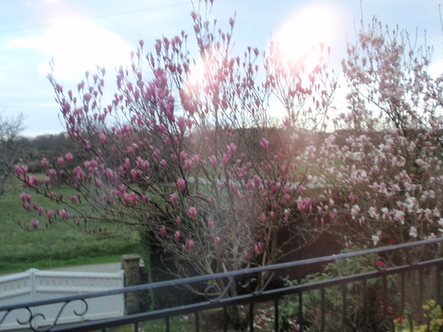 Mes magnolias .