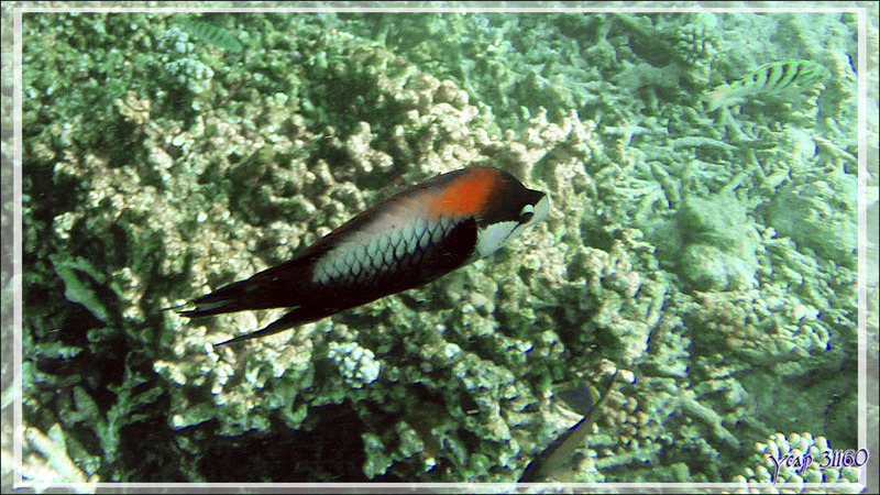 Labre à long museau ou Epibule trompeur, Slingjaw wrasse (Epibulus insidiator) - Snorkeling à Thudufushi - Atoll d'Ari - Maldives