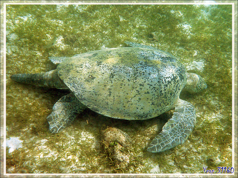 Tortue verte ou franche, Green turtle (Chelonia mydas) - Nosy Sakatia - Madagascar