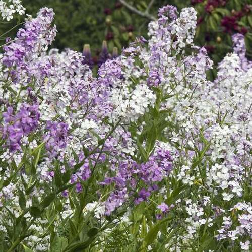 Fleurs cultivées : Julienne de Mahon