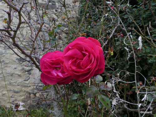 Roses d'hiver