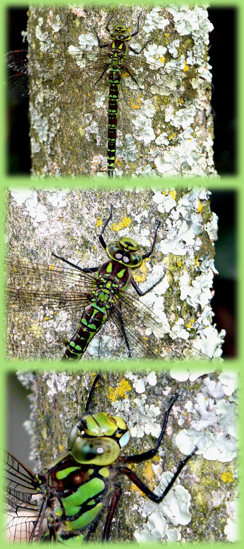 Libellule Aeschne bleue (Aeshna cyanea) - Lartigau - Milhas - 31