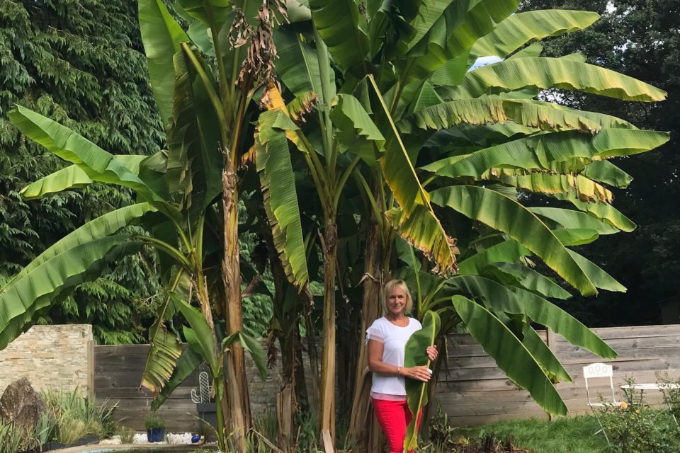 Centre-Bretagne : ils consomment les bananes de leur jardin ...