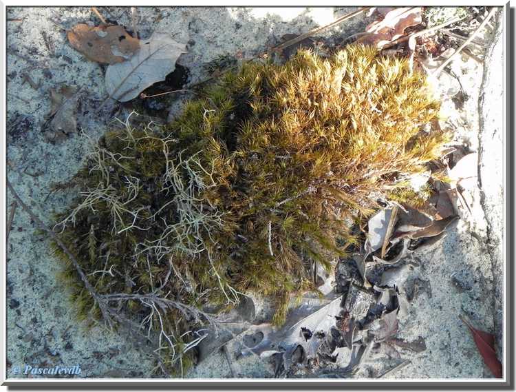 Réserve naturelle de l'étang de Cousseau