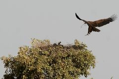 Vautour oricou (Torgos tracheliotos) sur son nid