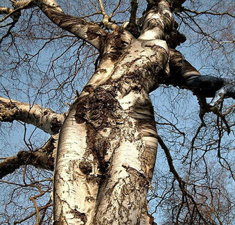 Arbres coquins :