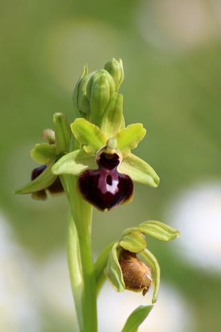 Ophrys Araneola - Ophrys petite araignée