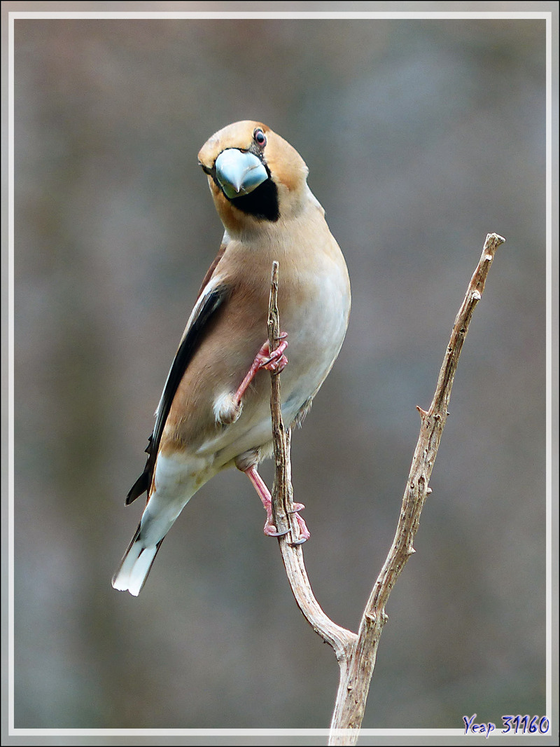 Grosbec casse-noyaux, Hawfinch (Coccothraustes coccothraustes) - Lartigau - Milhas - 31