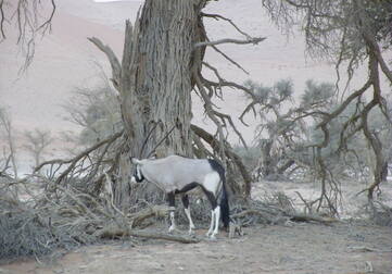 carnet voyage namibie