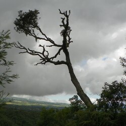 Du côté du DIMITILE (près d'Entre-Deux)