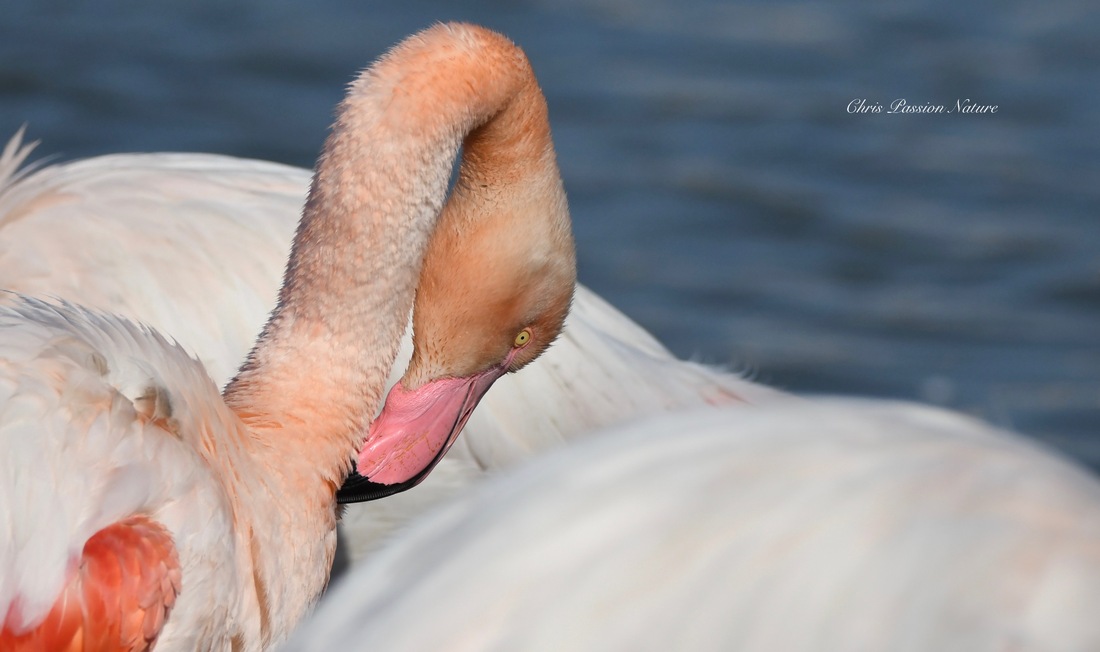 Flamant rose sous tous les angles 