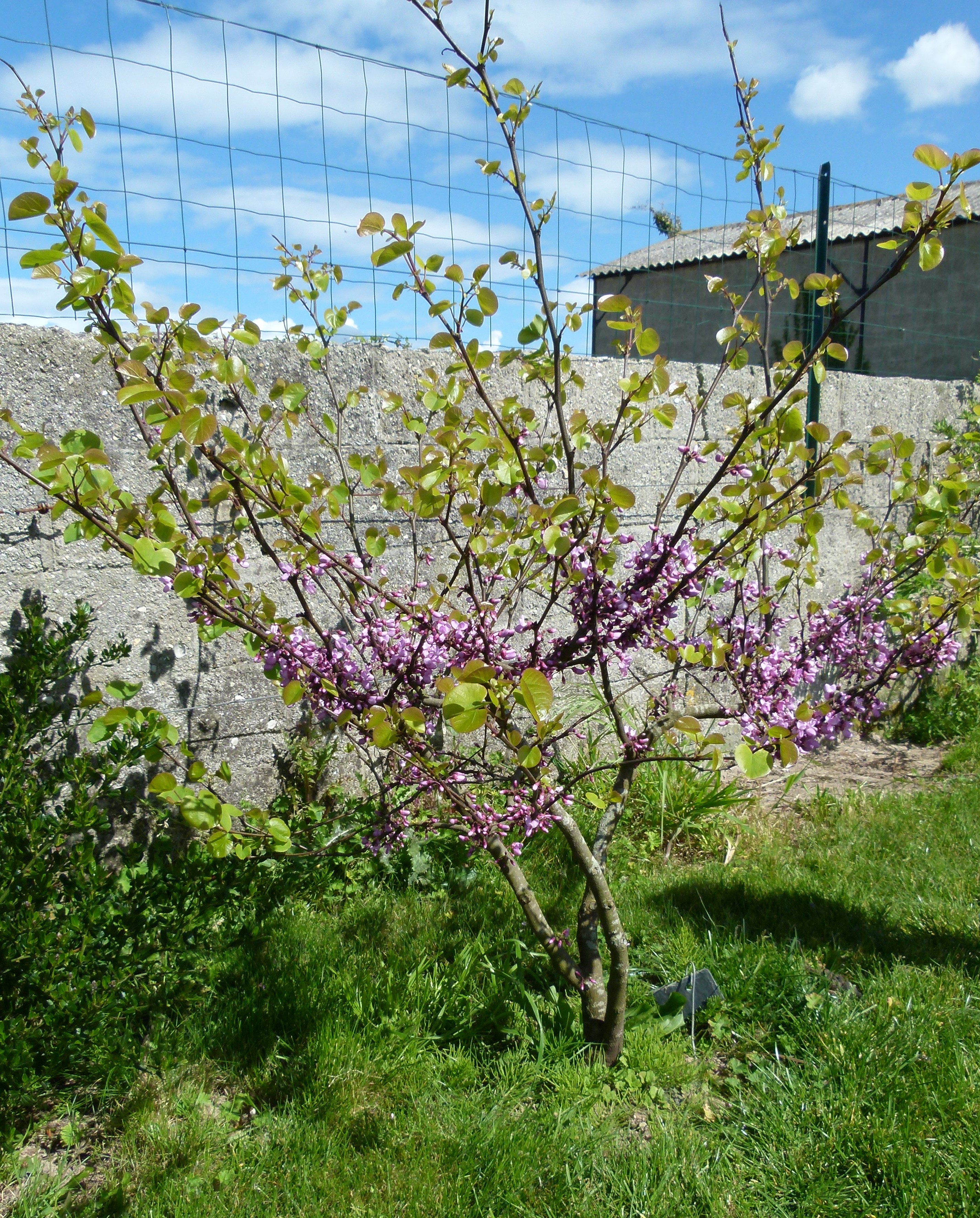 cercis siliquastrum (ou arbre de judée) - Passion jardin "au Tregor"