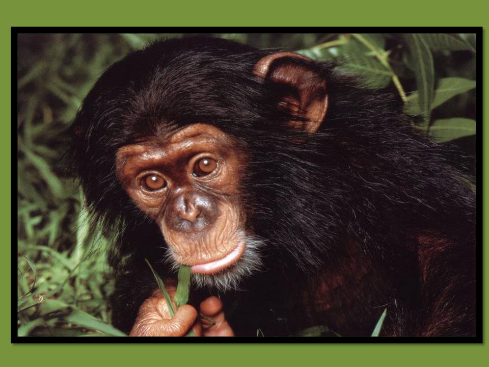 Chimpanzé, bonobo, gibbon… Qui sont ces grands singes ? : Femme