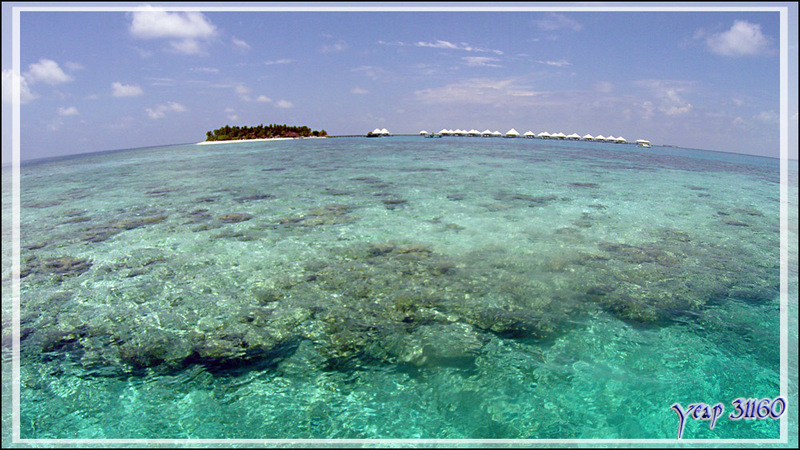 Après la plongée, un coup de PMT (palmes, masque, tuba dit snorkeling en bon français) dans le massif corallien qui entoure Thudufushi - Atoll d'Ari - Maldives 