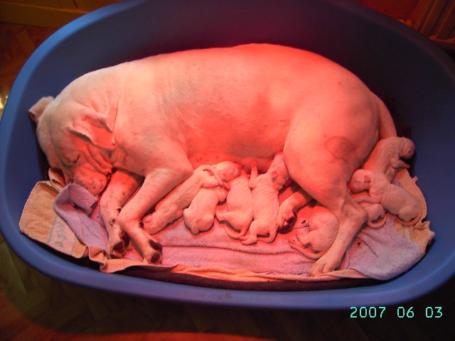 Naissance des bébés