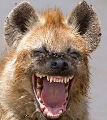 Résultat de recherche d'images pour "image d'une hyene qui dévore un chevreau"