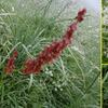 Oseille commune (Rumex acetosa)