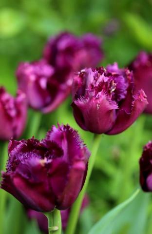 Tulipes 2023 : Gorilla