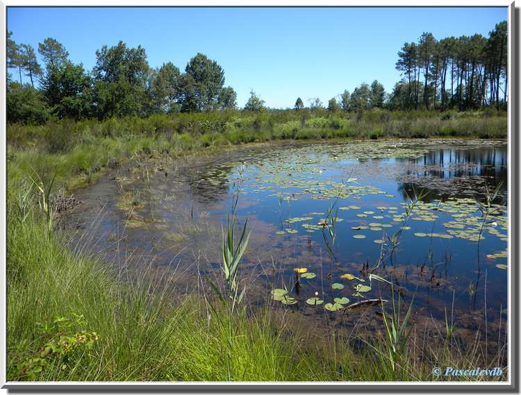 Lagunes du Gat-Mort