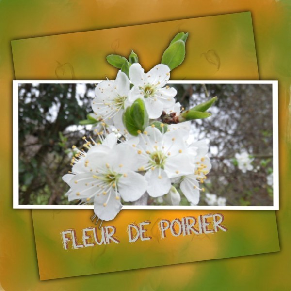 fleur de poirier