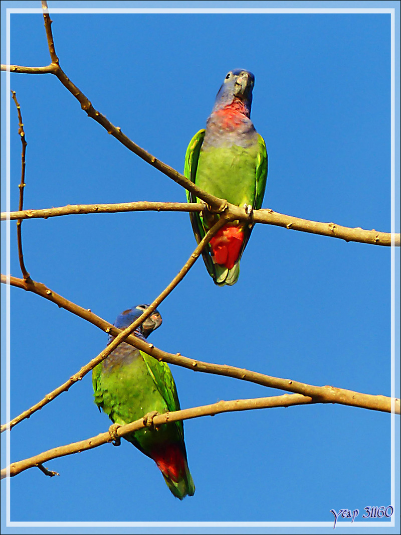 Perroquet Pione à tête bleue, Blue-headed Parrot (Pionus menstruus) - Puerto Maldonado - Pérou