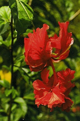 Hibiscus schizopetalus (Hibiscus royal) -copie-2