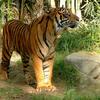 tigre 056