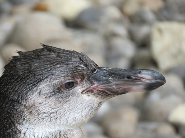  Zoo de Beauval (2).