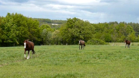 arrivee-chevaux-pre-1gpcq-iqm3o.jpg