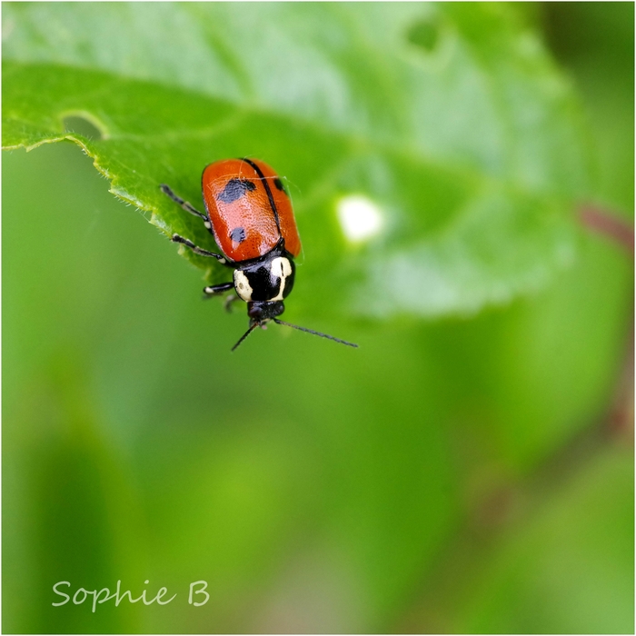 Coccinelles , suite et fin .