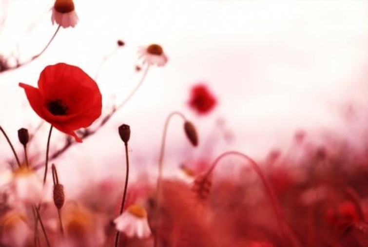 http://www.naturecoquelicots.com/medias/images/coquelicots-coquelicots-nature-coquelicots-img-1.jpg