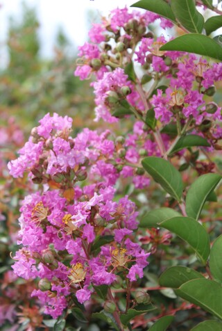 Lagestroemia indica ou lilas des Indes