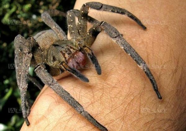 Avez vous déjà vu une araignée "Phoneutria nigriventer" ?