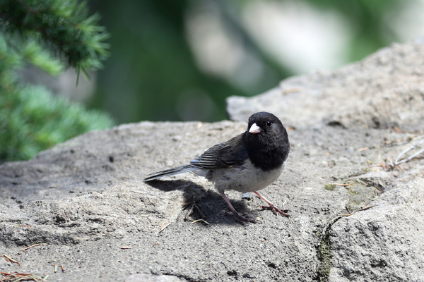 Junco ardoisé - Crater Lake