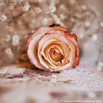 Beautiful rose by FrancescaDelfino