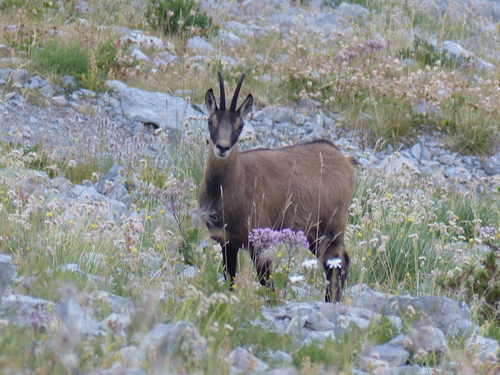 Chamois à Bernardez